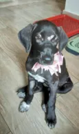 Brisa