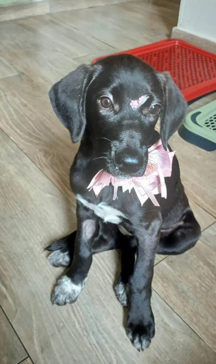 Gato ra a SRD-ViraLata idade 2 a 6 meses nome Brisa
