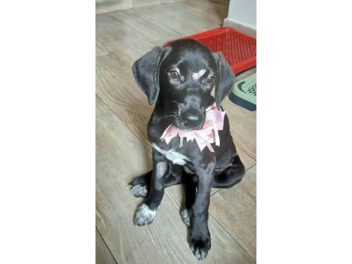 Gato ra a SRD-ViraLata idade 2 a 6 meses nome Brisa