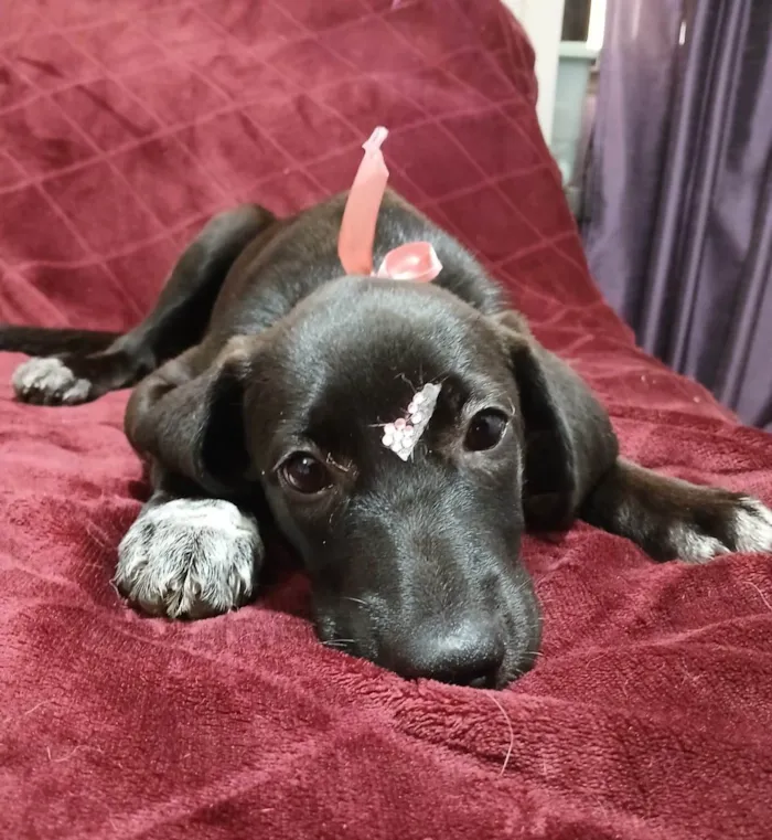 Gato ra a SRD-ViraLata idade 2 a 6 meses nome Brisa