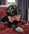 Brisa