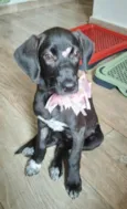 Brisa