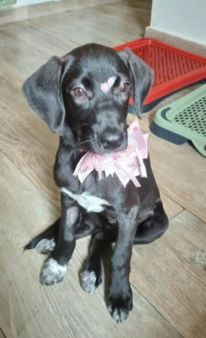 Gato ra a SRD-ViraLata idade 2 a 6 meses nome Brisa