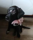 Brisa