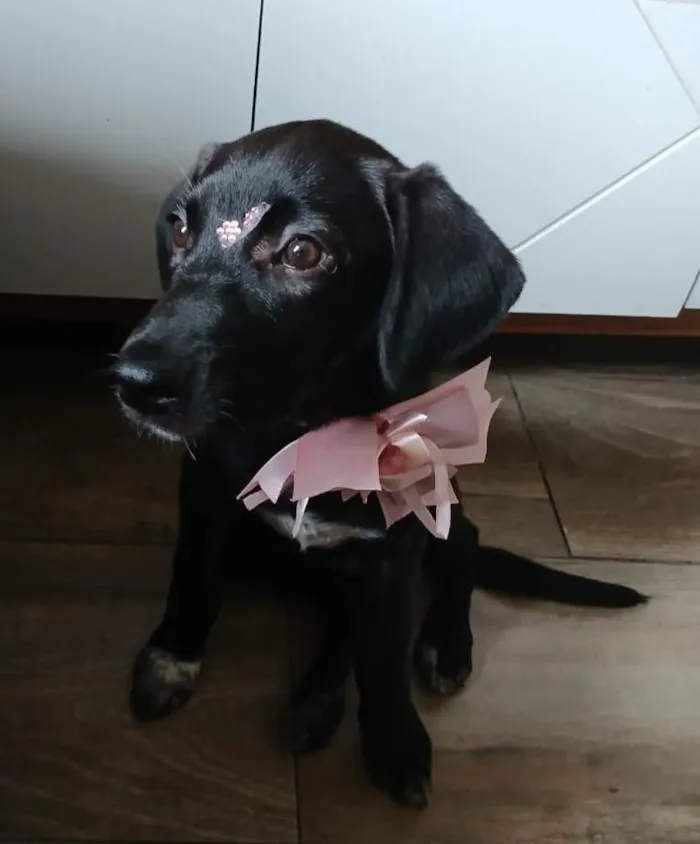 Gato ra a SRD-ViraLata idade 2 a 6 meses nome Brisa