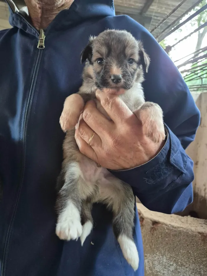 Cachorro ra a SRD-ViraLata idade Abaixo de 2 meses nome  Cachorrinhos 
