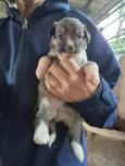 Cachorrinhos