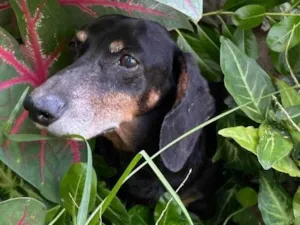 Cachorro raça Sheepdog idade 6 ou mais anos nome Salsi