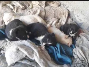 Cachorro raça Pit-Bull idade Abaixo de 2 meses nome Thalia de souza rodrigues 