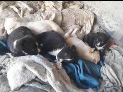 Cachorro raça Pit-Bull idade Abaixo de 2 meses nome Thalia de souza rodrigues 