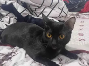 Gato raça SRD-ViraLata idade 7 a 11 meses nome LUA 