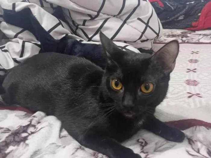 Gato ra a SRD-ViraLata idade 7 a 11 meses nome LUA 