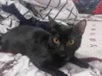 LUA