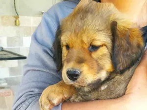 Cachorro raça SRD-ViraLata idade Abaixo de 2 meses nome Fred