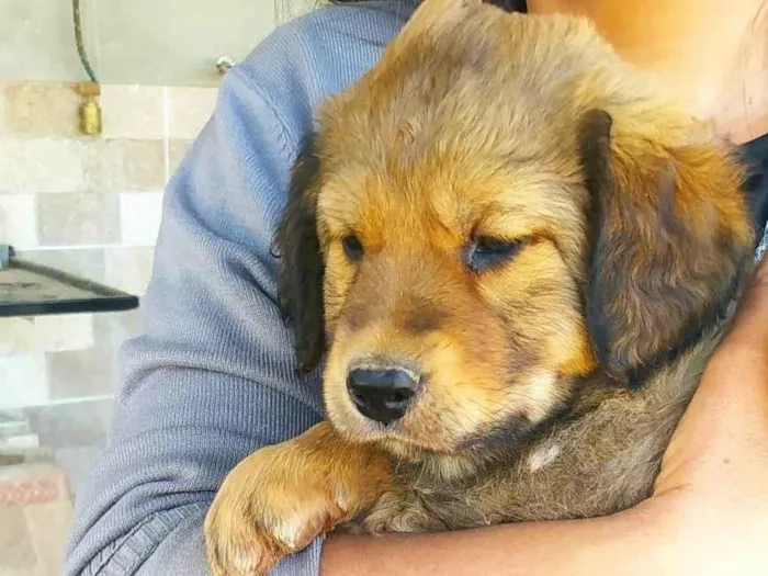 Cachorro ra a SRD-ViraLata idade Abaixo de 2 meses nome Fred