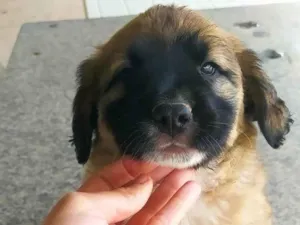 Cachorro raça SRD-ViraLata idade Abaixo de 2 meses nome Estrela