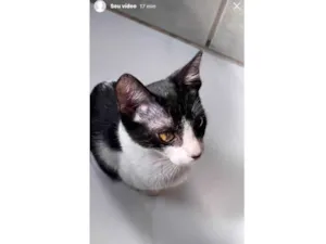 Gato raça SRD-ViraLata idade 2 a 6 meses nome Glenda Cristine Figueiredo Correia 