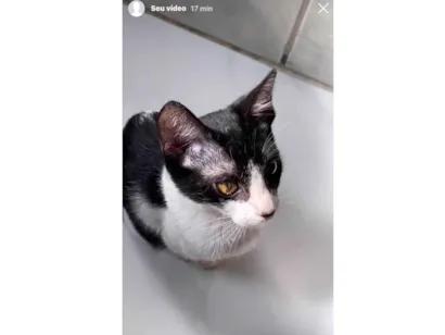 Gato raça SRD-ViraLata idade 2 a 6 meses nome Glenda Cristine Figueiredo Correia 