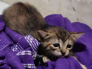 Gato raça SRD-ViraLata idade 2 a 6 meses nome Ainda sem nome