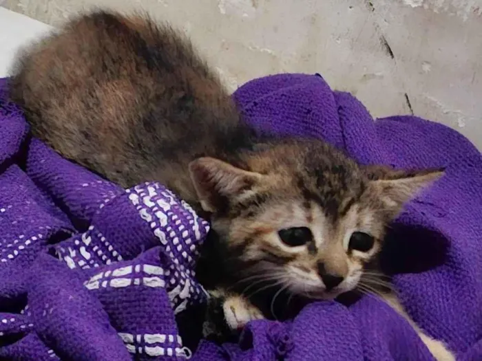 Gato ra a SRD-ViraLata idade 2 a 6 meses nome Ainda sem nome