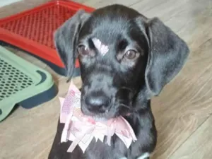 Gato raça SRD-ViraLata idade 2 a 6 meses nome Brisa