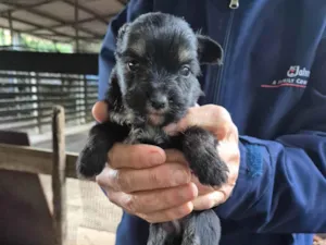 Cachorro raça SRD-ViraLata idade Abaixo de 2 meses nome  Cachorrinhos 