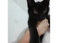 Gata