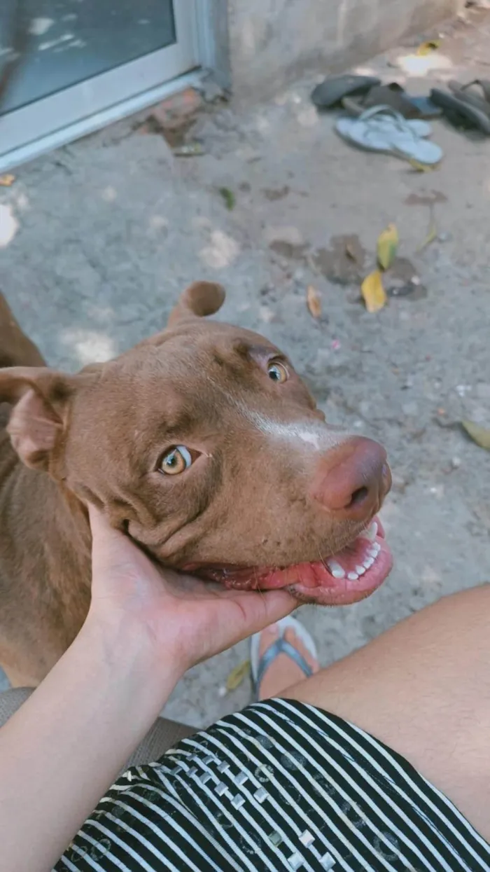 Cachorro ra a Pit-Bull idade 1 ano nome Lorenço 