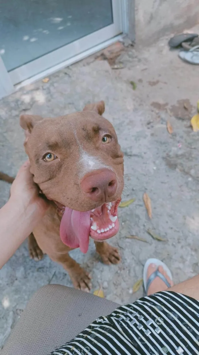 Cachorro ra a Pit-Bull idade 1 ano nome Lorenço 
