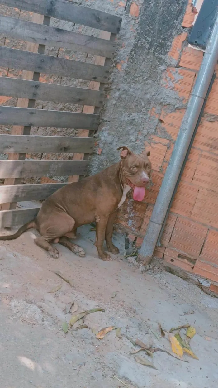 Cachorro ra a Pit-Bull idade 1 ano nome Lorenço 
