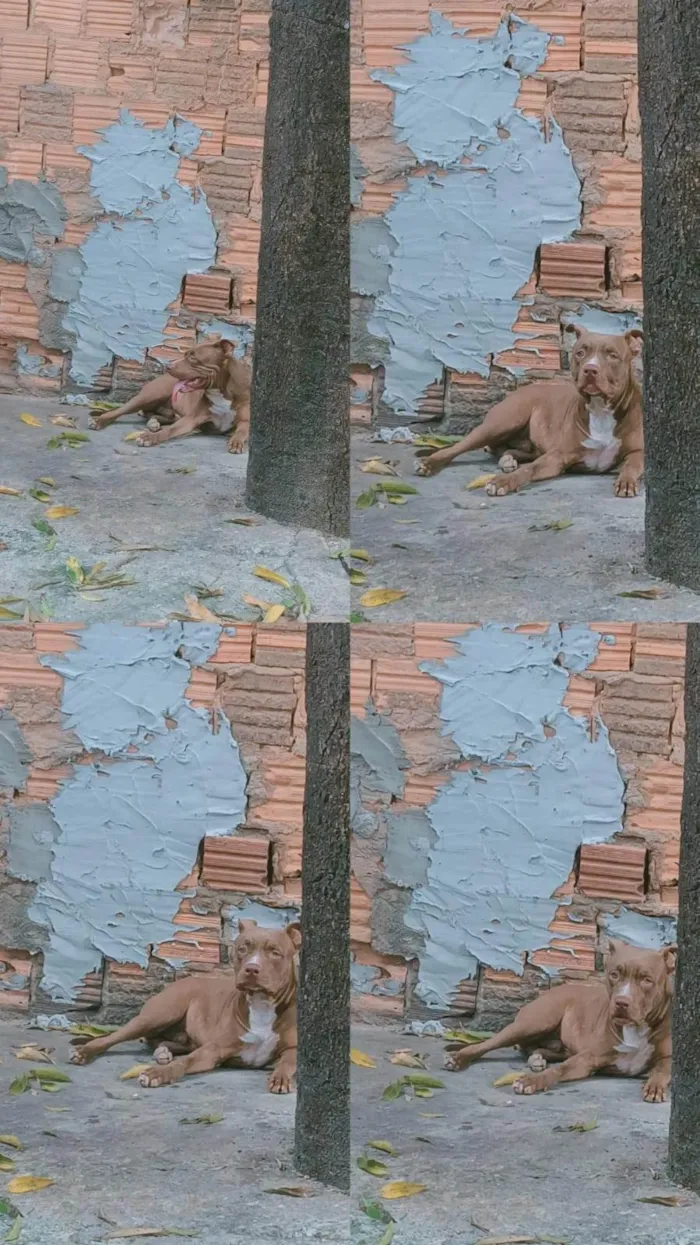 Cachorro ra a Pit-Bull idade 1 ano nome Lorenço 