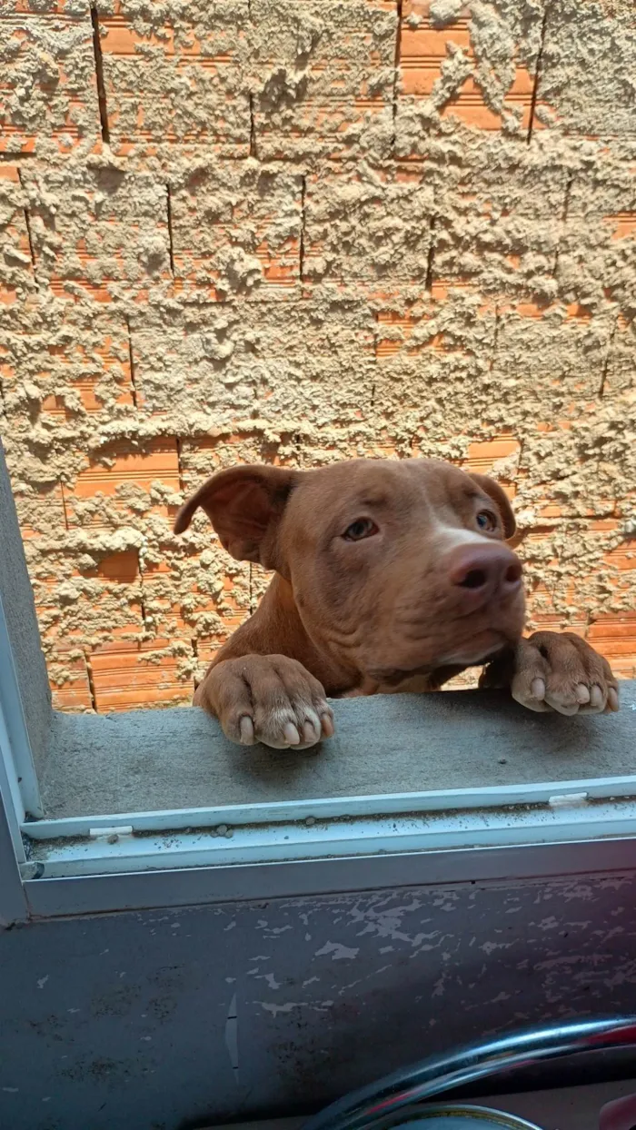 Cachorro ra a Pit-Bull idade 1 ano nome Lorenço 