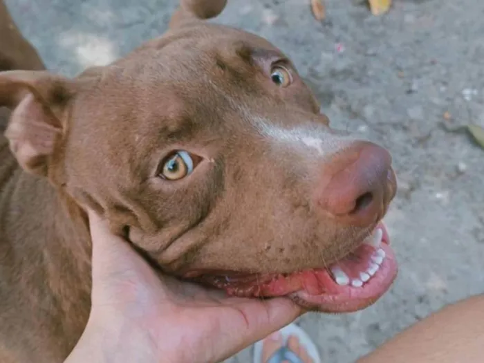 Cachorro ra a Pit-Bull idade 1 ano nome Lorenço 