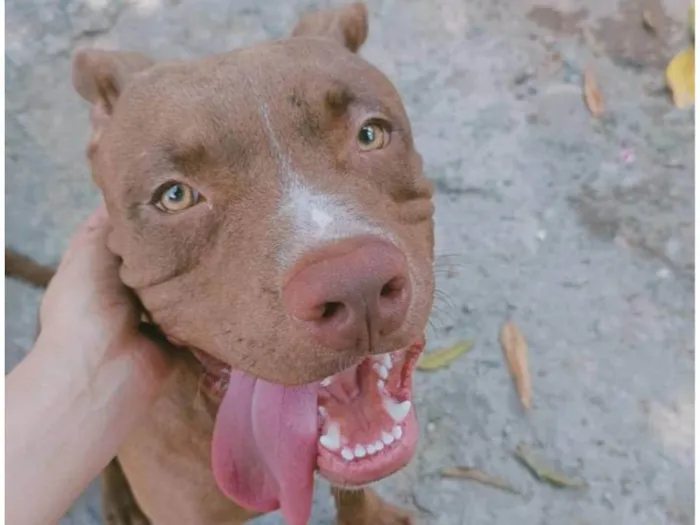 Cachorro ra a Pit-Bull idade 1 ano nome Lorenço 