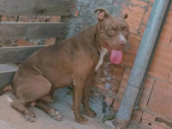 Cachorro ra a Pit-Bull idade 1 ano nome Lorenço 