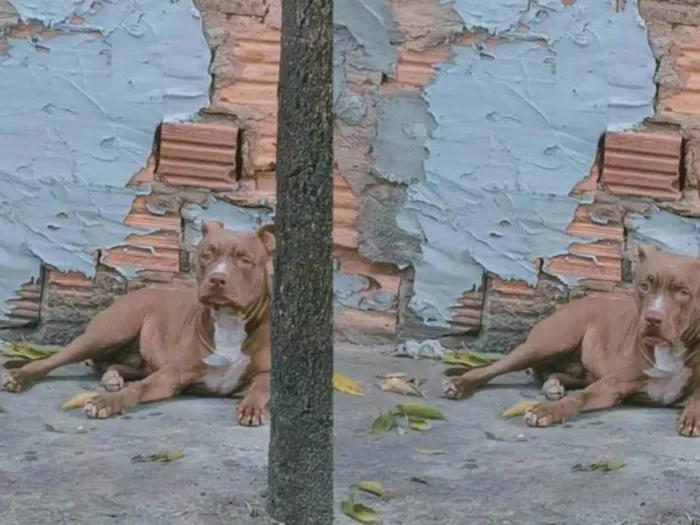 Cachorro ra a Pit-Bull idade 1 ano nome Lorenço 