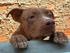 Cachorro raça Pit-Bull idade 1 ano nome Lorenço 
