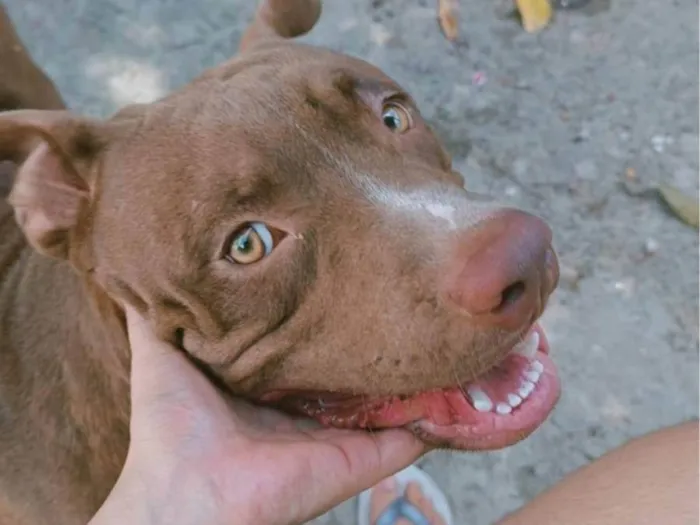 Cachorro ra a Pit-Bull idade 1 ano nome Lorenço 