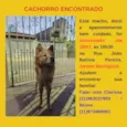 Chow chow encontrado