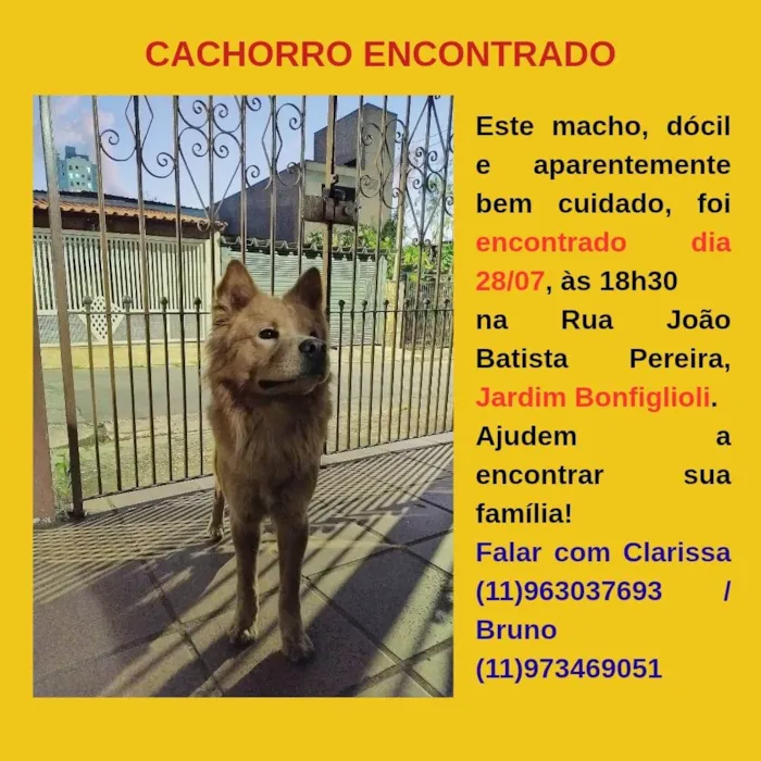 Cachorro ra a Chow Chow idade 2 anos nome Chow chow encontrado