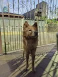 Chow chow encontrado