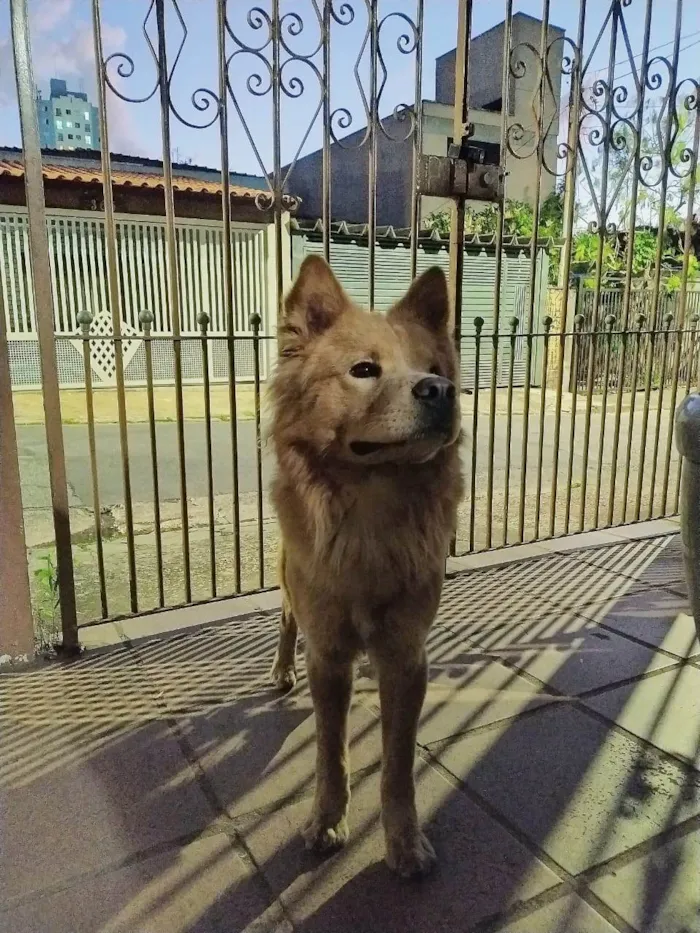 Cachorro ra a Chow Chow idade 2 anos nome Chow chow encontrado