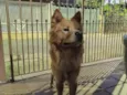Chow chow encontrado