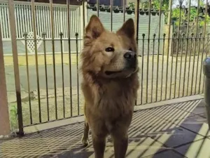 Cachorro raça Chow Chow idade 2 anos nome Chow chow encontrado
