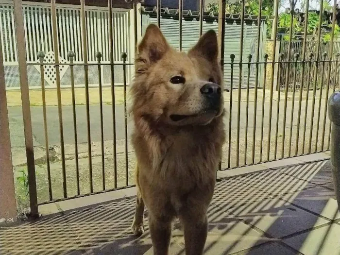 Cachorro ra a Chow Chow idade 2 anos nome Chow chow encontrado