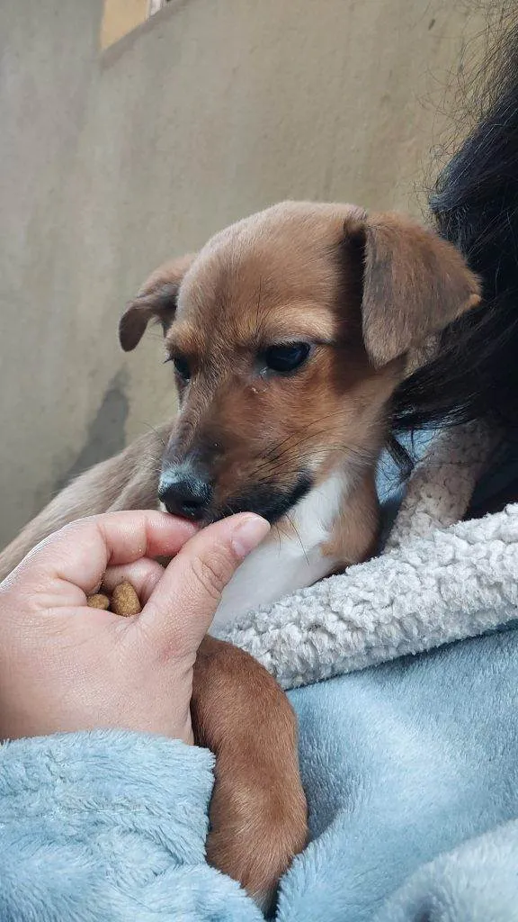 Cachorro ra a SRD-ViraLata idade 2 a 6 meses nome Falar com Bruna - Whats 11 95800-7867