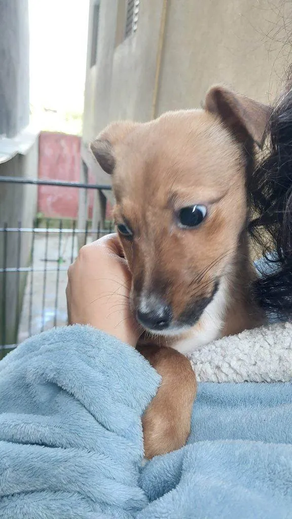 Cachorro ra a SRD-ViraLata idade 2 a 6 meses nome Falar com Bruna - Whats 11 95800-7867