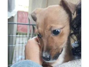 Cachorro raça SRD-ViraLata idade 2 a 6 meses nome Falar com Bruna - Whats 11 95800-7867