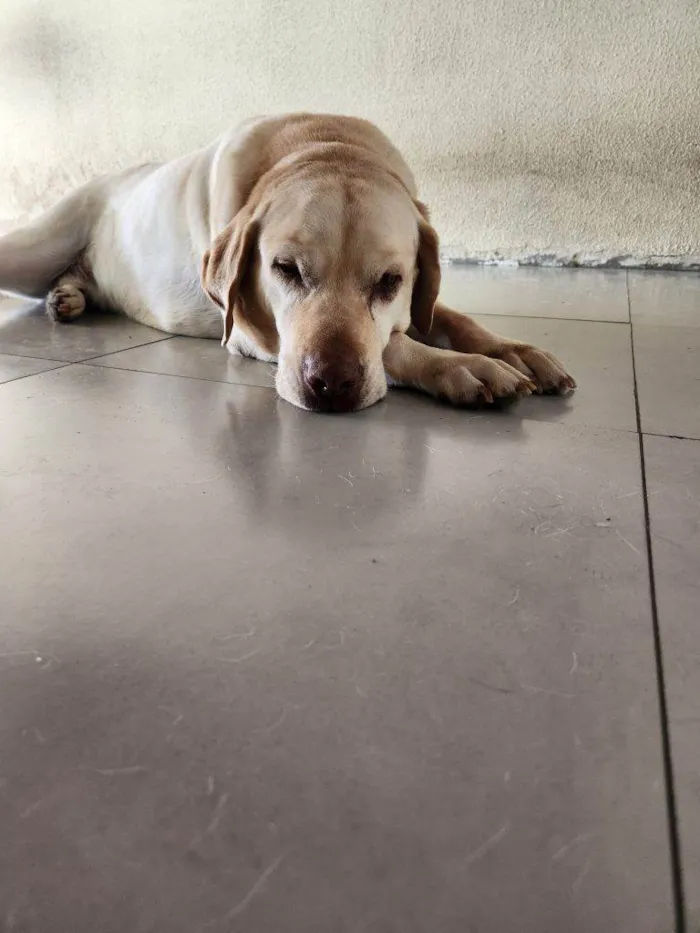 Cachorro ra a Labrador idade 2 a 6 meses nome Falar com Stephanie - Whats 11 97500-9524