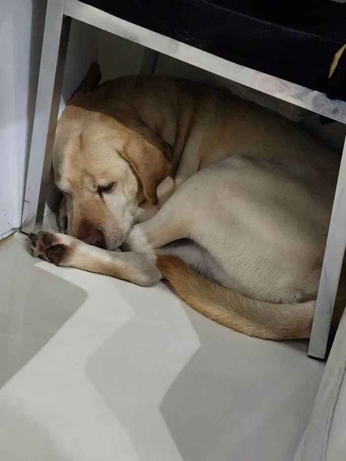 Cachorro ra a Labrador idade 2 a 6 meses nome Falar com Stephanie - Whats 11 97500-9524